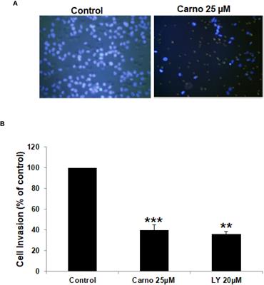 Corrigendum: Carnosol, a natural polyphenol, inhibits migration, metastasis, and tumor growth of breast cancer via a ROS-dependent proteasome degradation of STAT3